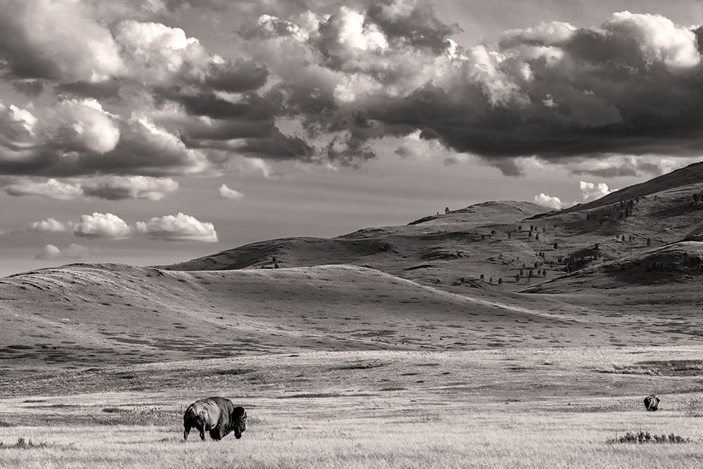 Bison bulls grazing at the National Bison Range in Moiese-Montana-USA